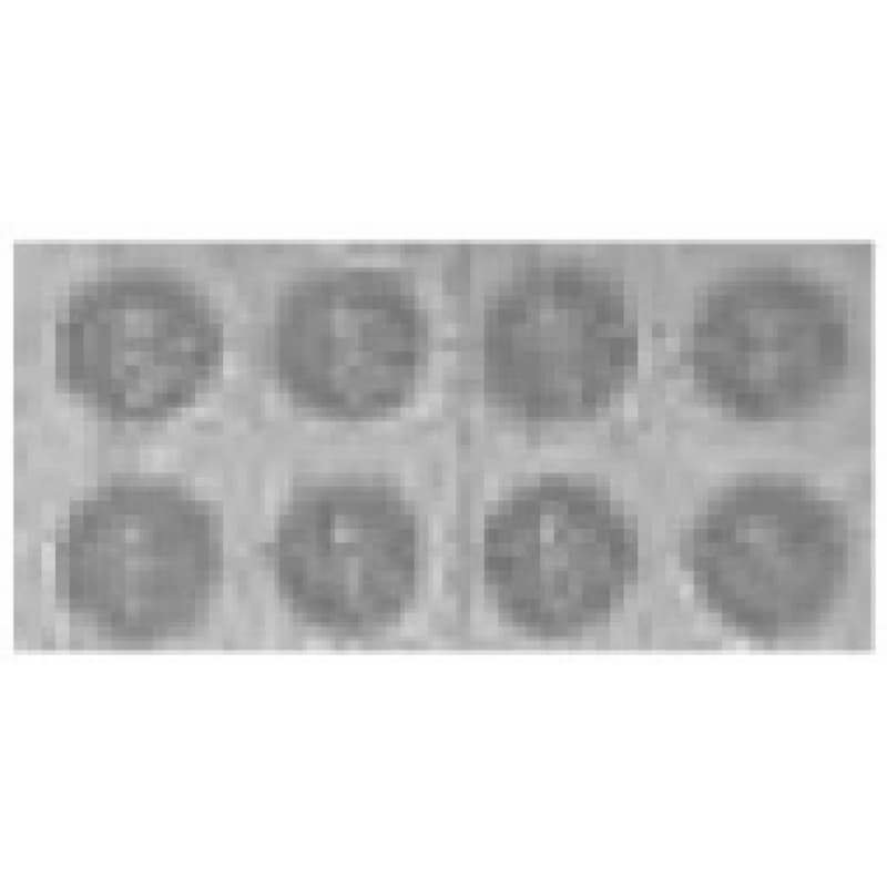 Wolf Bumper Pad, 3948671