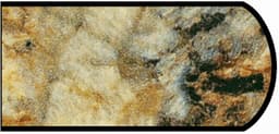 Formica IdealEdge 3465-11 Golden Mascarello Satin Touch Finish Double Radius Edge Molding, 1-1/2" H x 144" L